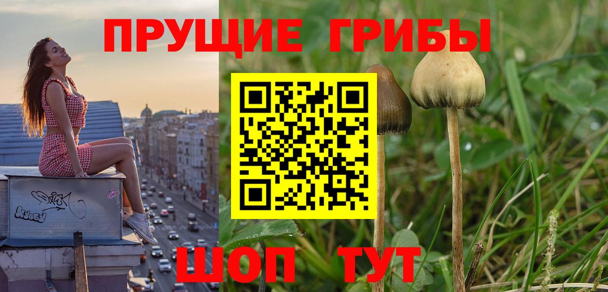Георгиевск  Галлюциногенные грибы Cubensis  Вход с VPN 